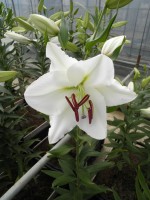 [1832 Arlington No01.JPG]